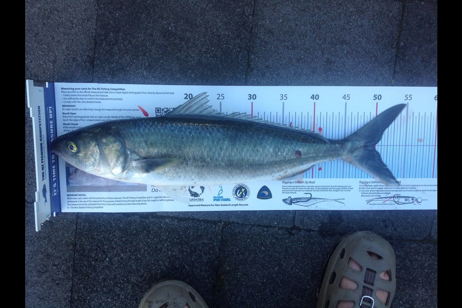 Mike Elsom caught this 49.5cm Kahawai at Cape Rodney during The Export NZ Fishing Competition
