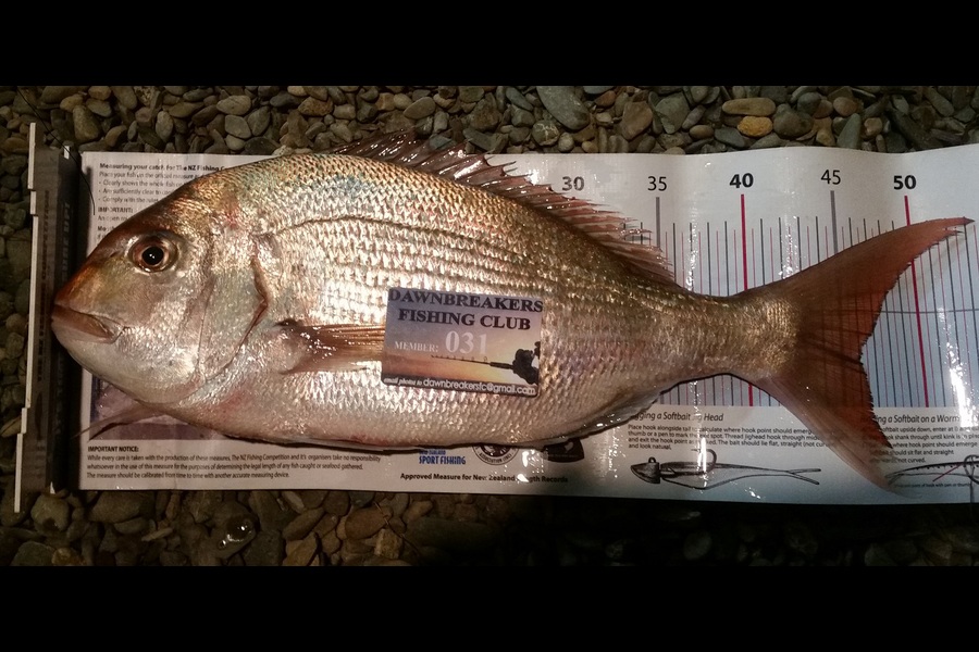 Reid forrest caught this 46.0cm Snapper at Durville Island during The Export NZ Fishing Competition