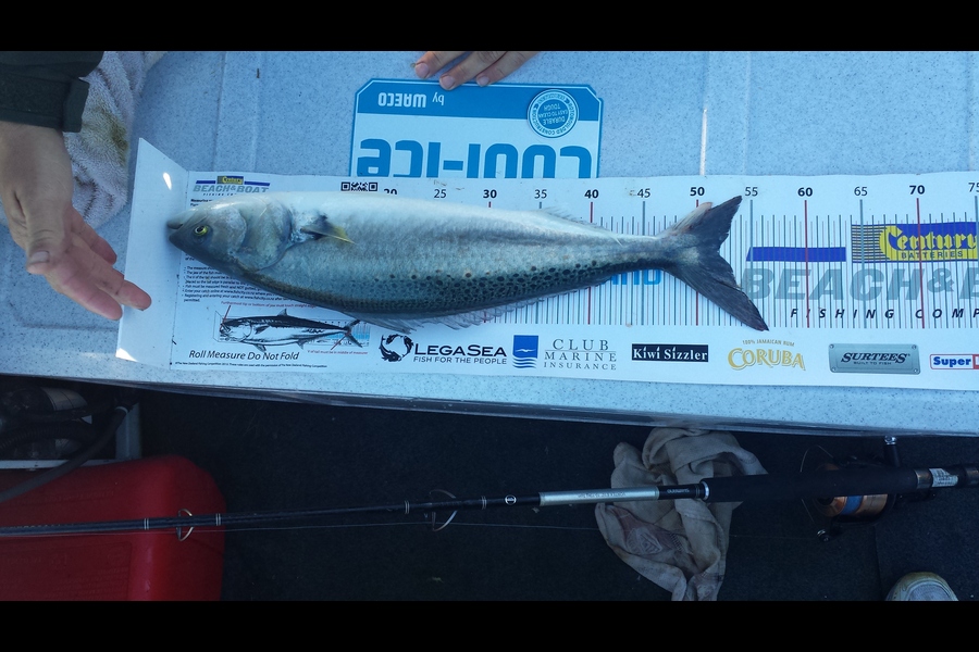 Duncan Quirk caught this 51.5cm Kahawai at Hauraki Gulf during The Export NZ Fishing Competition