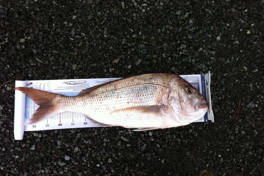 Al Godfrey caught this 67.5cm Snapper at far North during The Export NZ Fishing Competition