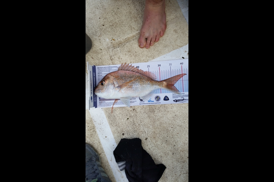 thomas brewster caught this 35.5cm Snapper at Kaiaua mussel farm during The Export NZ Fishing Competition