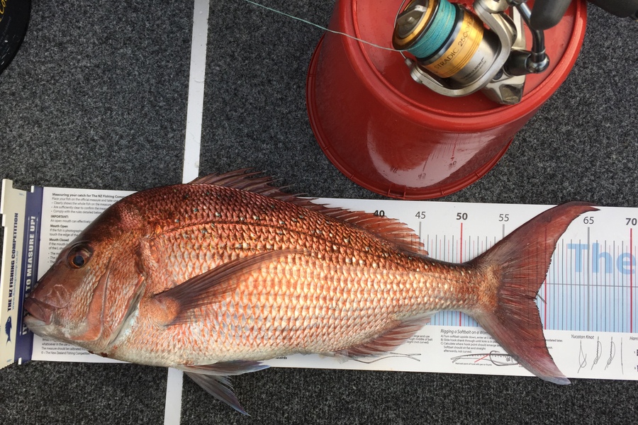 Hilman Solomon caught this 58.5cm Snapper at Motuihe Channel during The Export NZ Fishing Competition