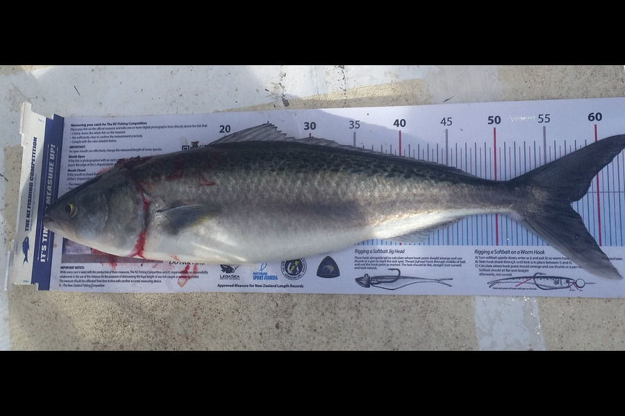 thomas brewster caught this 56.0cm Kahawai at Firth of Thames during The Export NZ Fishing Competition