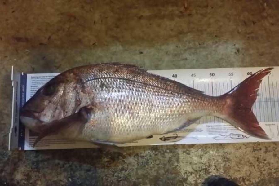 Steven Parkinson caught this 59.5cm Snapper at whangarei during The Export NZ Fishing Competition