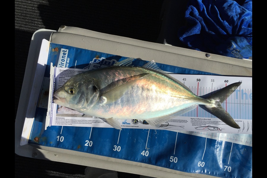 Jarrod Knox caught this 58.0cm Trevally at Colville during The Export NZ Fishing Competition