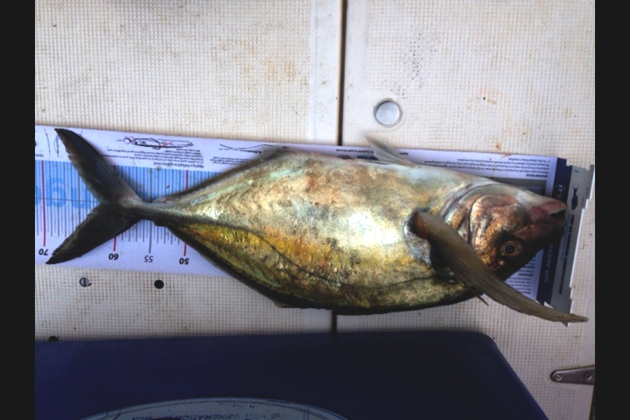 Jared Drummond caught this 62.0cm Trevally at Cape during The Export NZ Fishing Competition