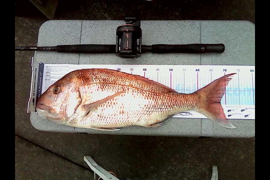 Gordon Pryor caught this 68.0cm Snapper at hauraki gulf during The Export NZ Fishing Competition
