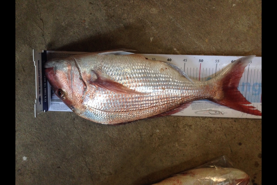 Jared Drummond caught this 62.0cm Snapper at Cape Egmont  during The Export NZ Fishing Competition