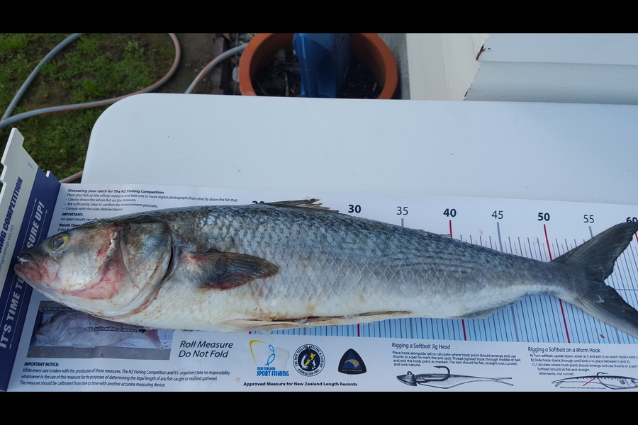 Recky Nunez caught this 55.0cm Kahawai at Petone Wharf during The Export NZ Fishing Competition