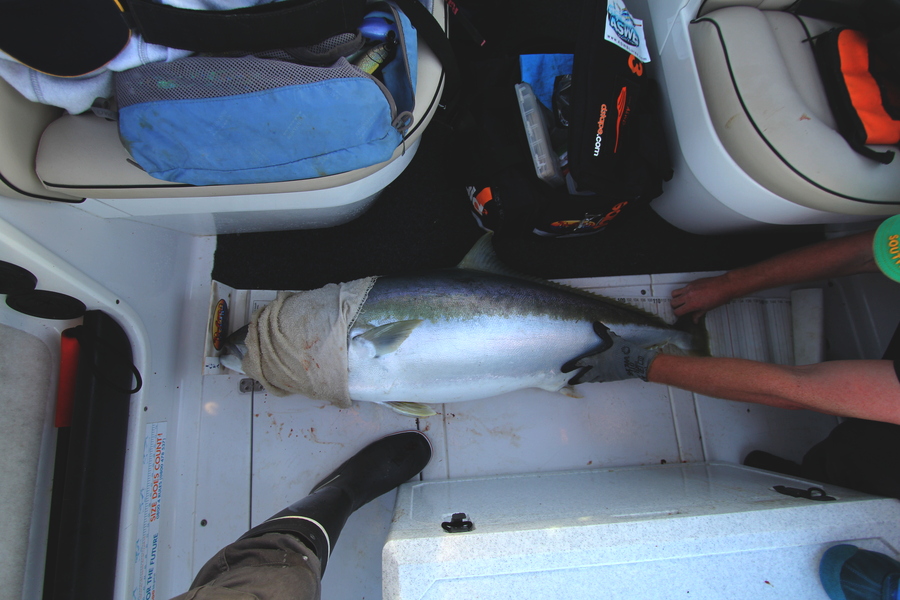 Brian Grey caught this 122cm Kingfish at Mayor Island during The Export NZ Fishing Competition