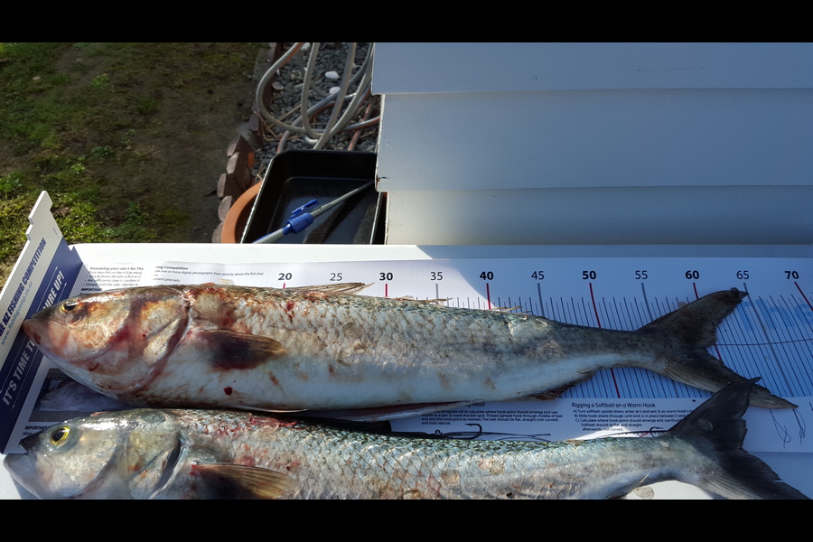 Recky Nunez caught this 58.5cm Kahawai at Petone Wharf during The Export NZ Fishing Competition