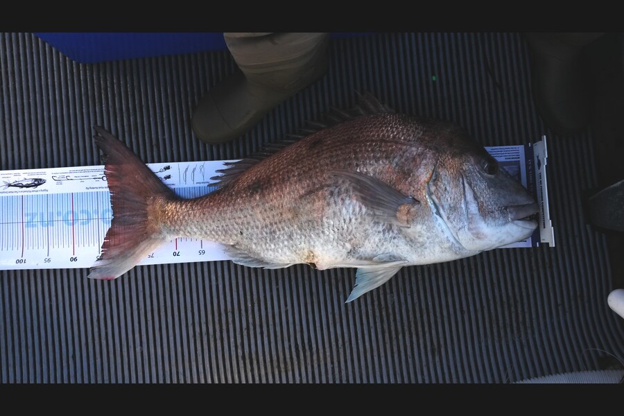 campbell Rathe caught this 82.0cm Snapper at Kaipara Harbour during The Export NZ Fishing Competition