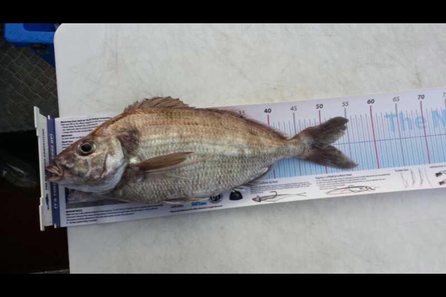 Daniel Niederberger caught this 51.0cm Tarakihi at new plymouth during The Export NZ Fishing Competition
