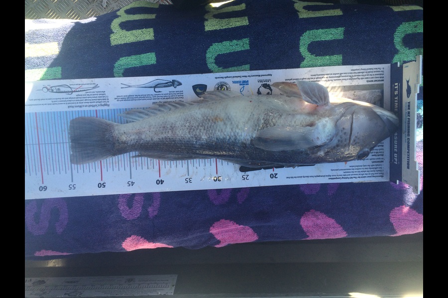 Shannon Birchfield caught this 54.5cm Blue Cod at Durville island during The Export NZ Fishing Competition