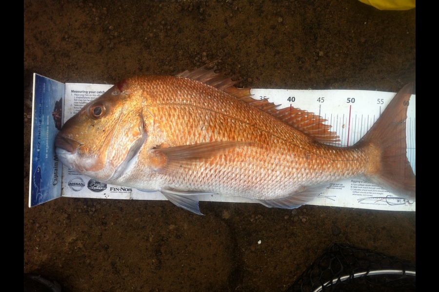 Ross McNaughton caught this 60.0cm Snapper at Warkworth during The Export NZ Fishing Competition