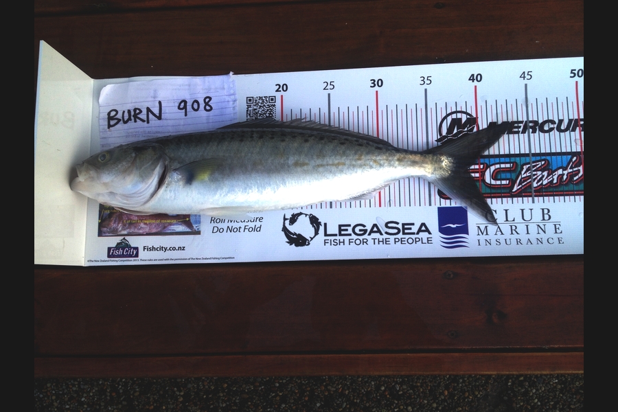 Steve Naylor caught this 38.5cm Kahawai at Whangaparaoa Bay during The Export NZ Fishing Competition