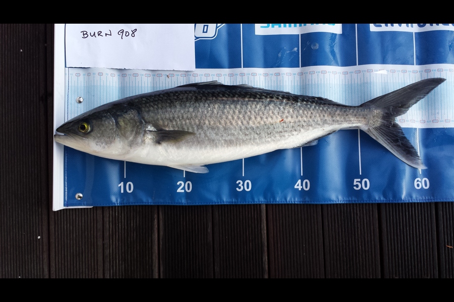Alan Tong caught this 55.5cm Kahawai at Tiri during The Export NZ Fishing Competition