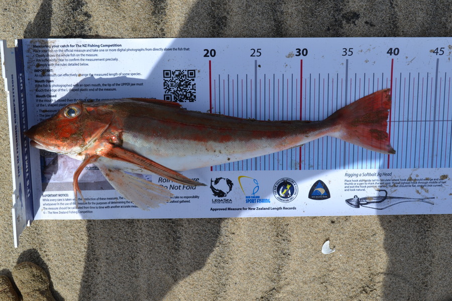 joanne jones caught this 39.5cm Gurnard at Awhitu Peninsular during The Export NZ Fishing Competition
