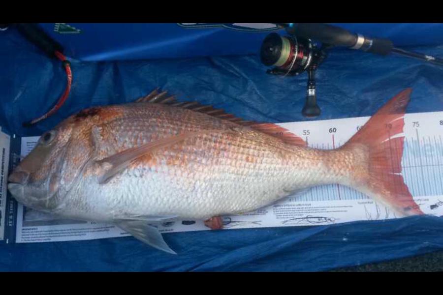 Alton King caught this 71.0cm Snapper at muswick point during The Export NZ Fishing Competition