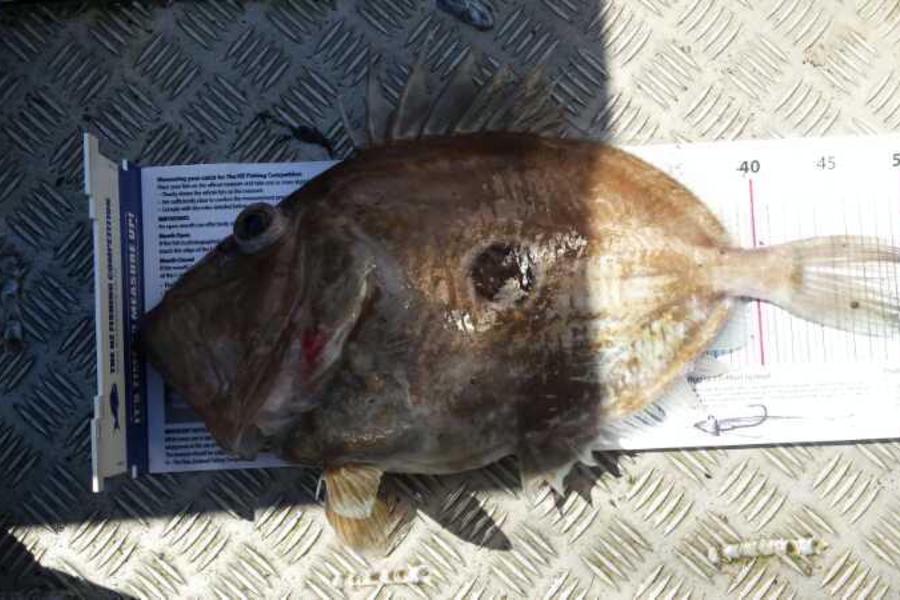 Daniel Niederberger caught this 49.0cm John Dory at Puniho during The Export NZ Fishing Competition