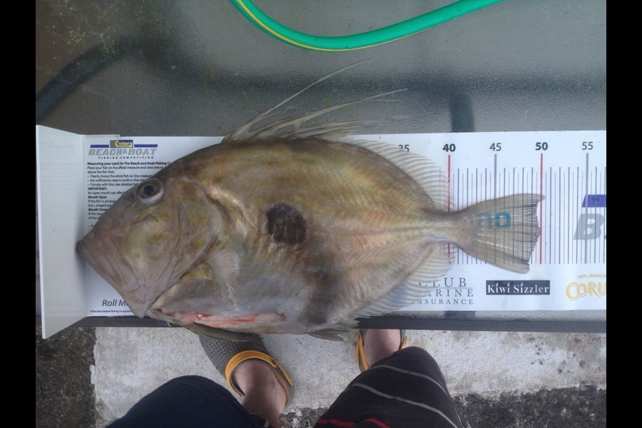 Luke Paul caught this 50.0cm John Dory at Hauraki gulf during The Export NZ Fishing Competition