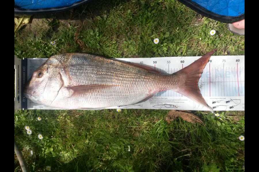 Alastair Cook caught this 65.5cm Snapper at bream bay during The Export NZ Fishing Competition