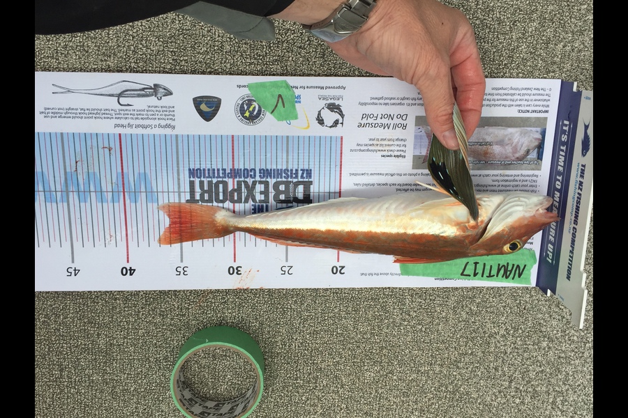 Virginia Sullivan caught this 36.0cm Gurnard at Rangi channel  during The Export NZ Fishing Competition