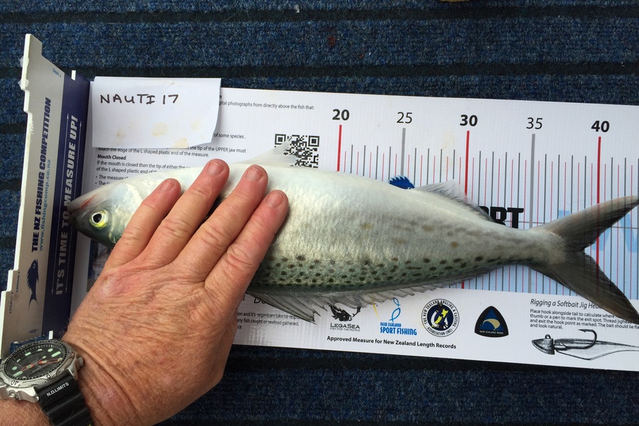 Catherine Lintott caught this 39.0cm Kahawai at Rakino during The Export NZ Fishing Competition