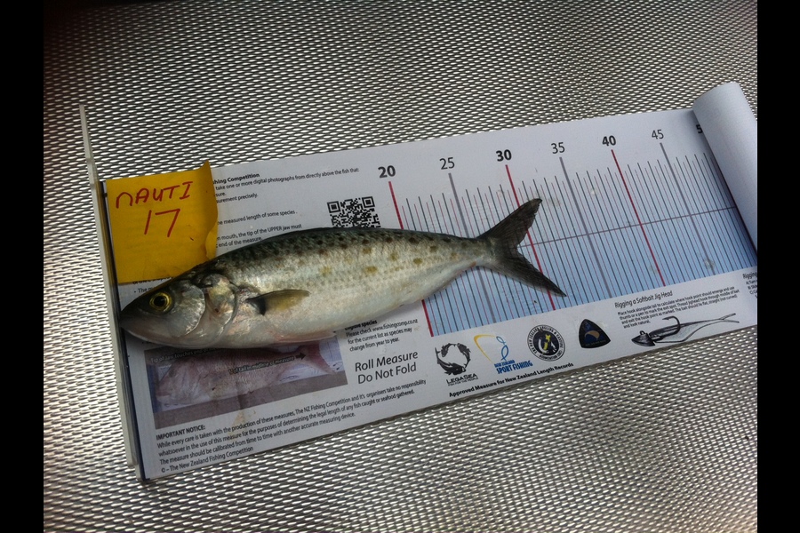 Gail Miller caught this 28.5cm Kahawai at Motuhe during The Export NZ Fishing Competition