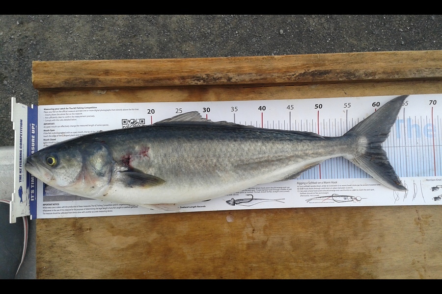 Keith Walker caught this 60.5cm Kahawai at Bottom of Waiheke during The Export NZ Fishing Competition