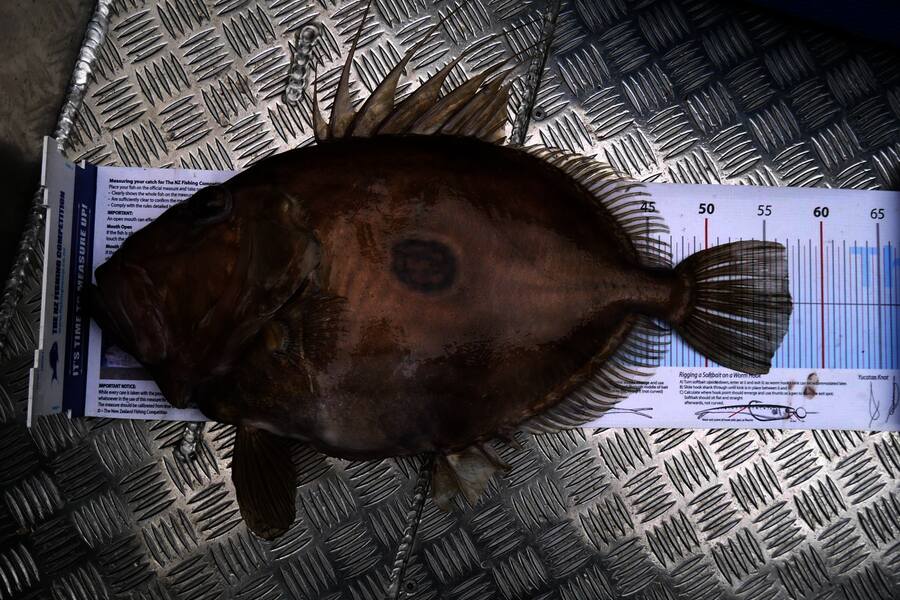 Luke Dell caught this 56.0cm John Dory at West Coast of South Island during The Export NZ Fishing Competition