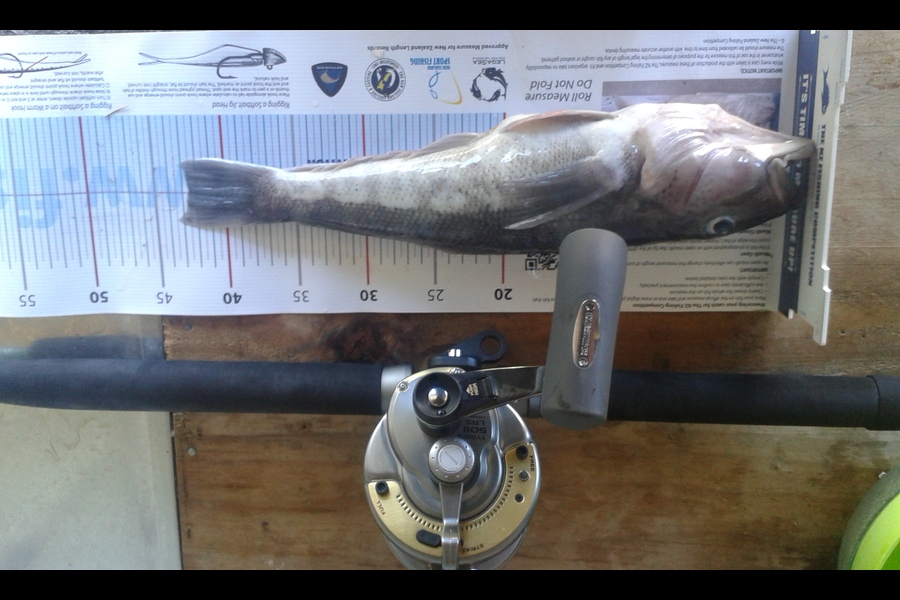 Nicholas Peacock caught this 41.5cm Blue Cod at wanganui during The Export NZ Fishing Competition