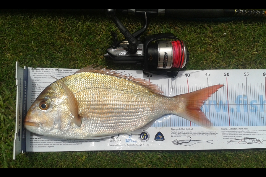 Nicholas Peacock caught this 42.5cm Snapper at wanganui during The Export NZ Fishing Competition