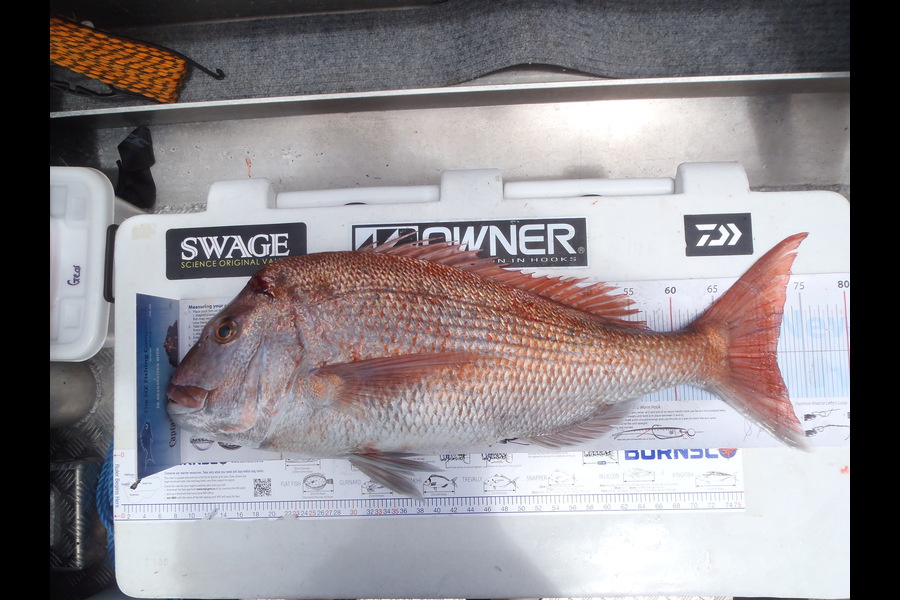 Rohann Dobbin caught this 72.0cm Snapper at Hauraki Gulf during The Export NZ Fishing Competition