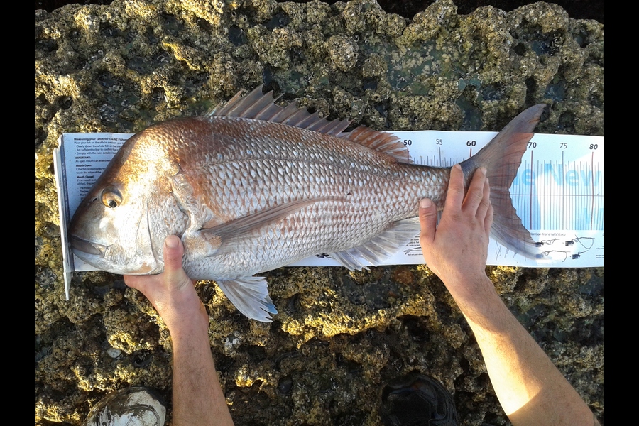 Steven Day caught this 66.0cm Snapper at Bream Bay during The Export NZ Fishing Competition