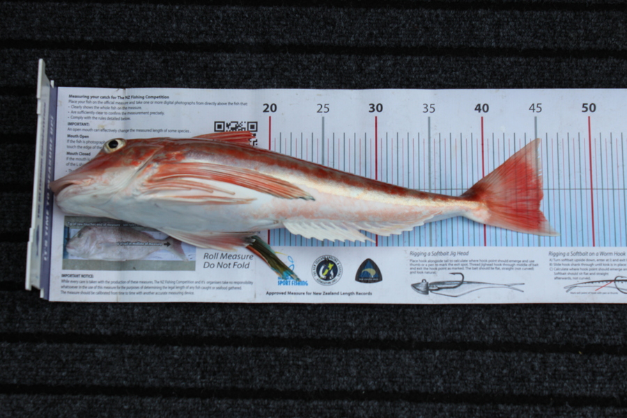 Mark Cotton caught this 45.0cm Gurnard at Tasman Bay during The Export NZ Fishing Competition