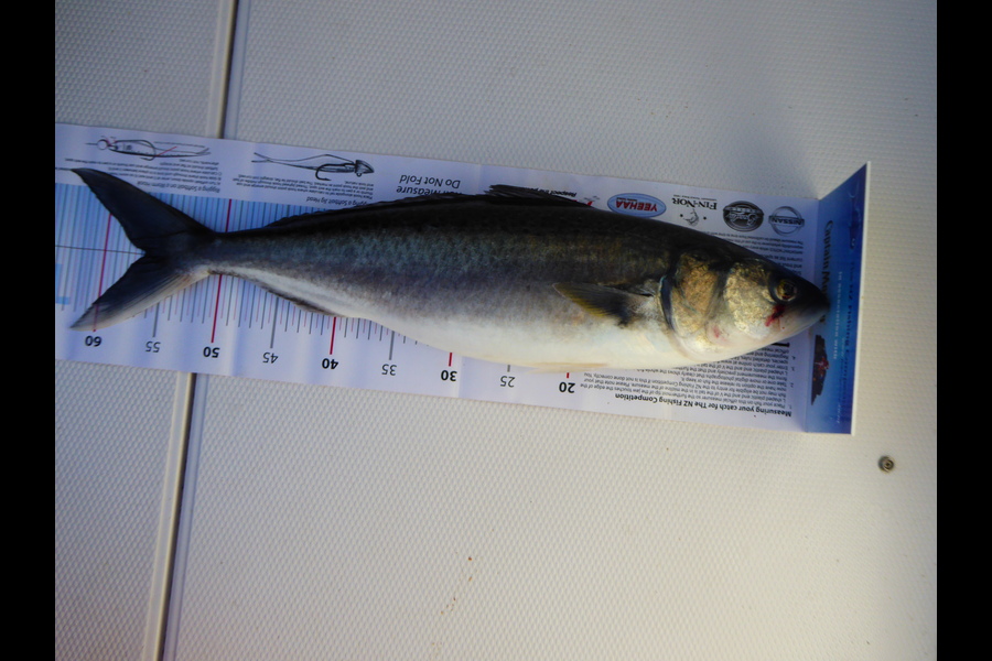 Toni Peck caught this 56.5cm Kahawai at Mayor Island during The Export NZ Fishing Competition