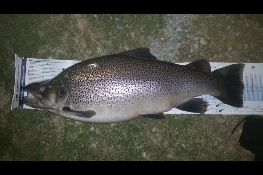 Bryce Helms caught this 86.5cm Trout at twizel during The Export NZ Fishing Competition