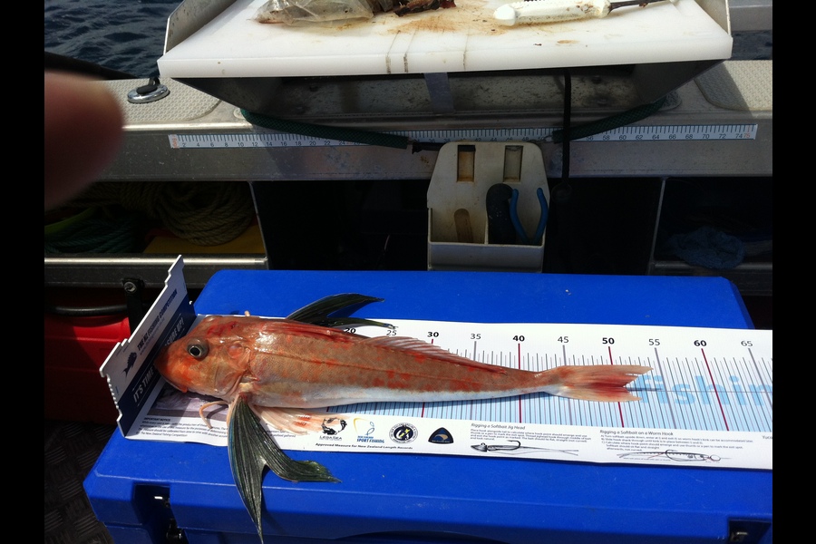 Heta Smith caught this 50.0cm Gurnard at New Plymouth during The Export NZ Fishing Competition
