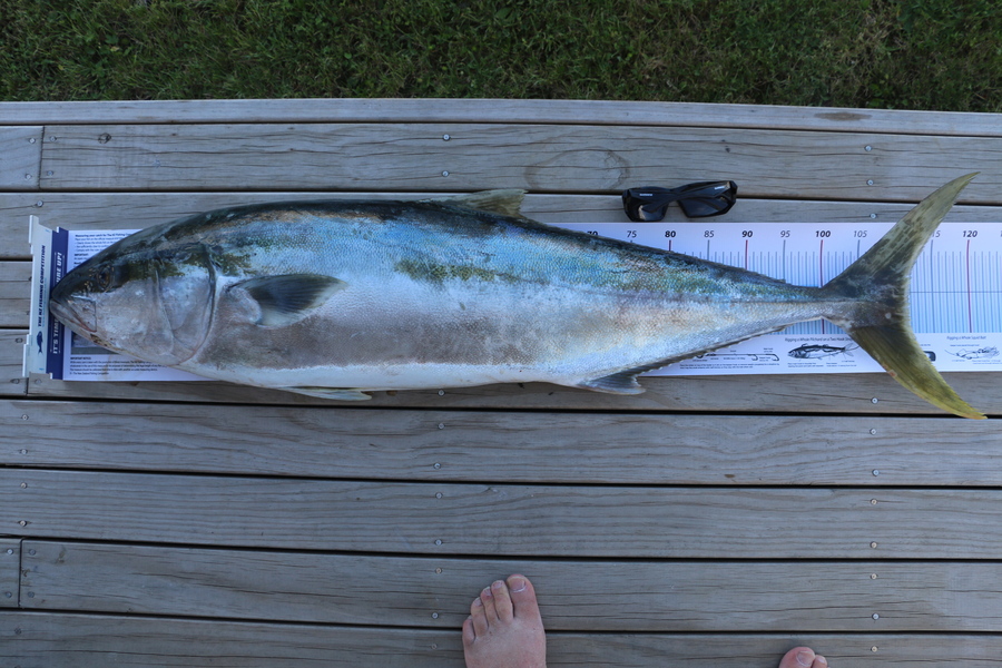 paul welch caught this 111.5cm Kingfish at Aldermans during The Export NZ Fishing Competition