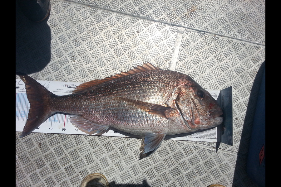 Spencer Roff caught this 74.0cm Snapper at Mokes during The Export NZ Fishing Competition