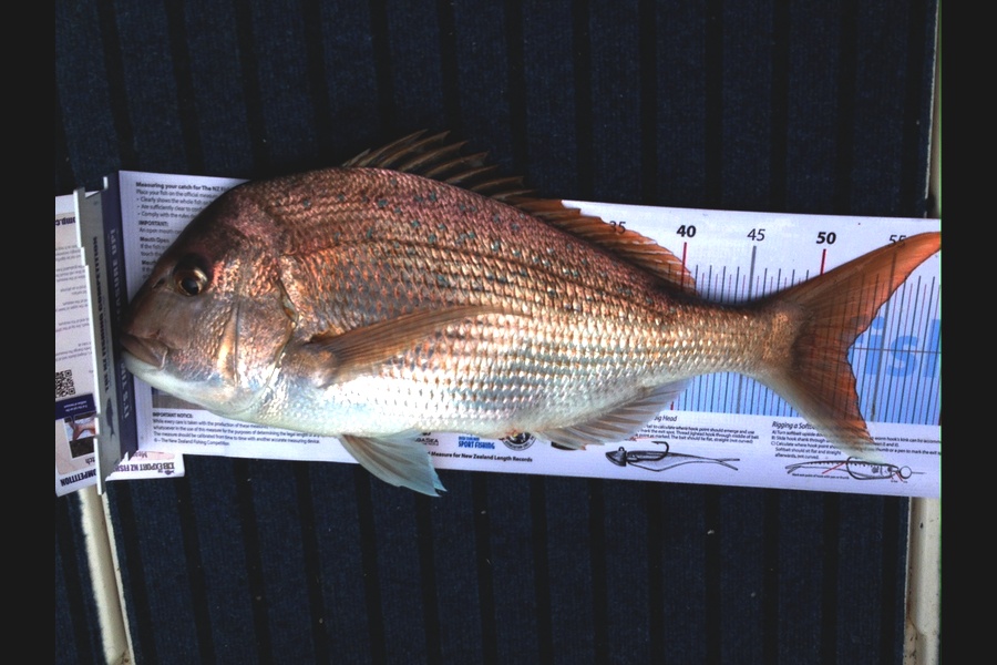 Colin Patten caught this 52.5cm Snapper at Motuora Island during The Export NZ Fishing Competition