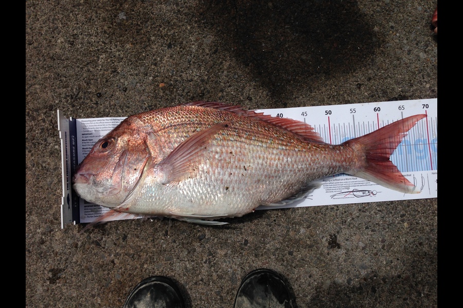 Dwayne Bennett caught this 61.5cm Snapper at new plymouth during The Export NZ Fishing Competition