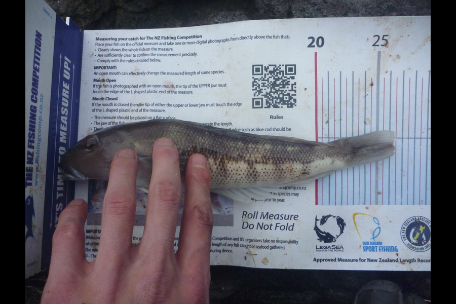 Jay Harland caught this 26.0cm Blue Cod at Banks Peninsula during The Export NZ Fishing Competition