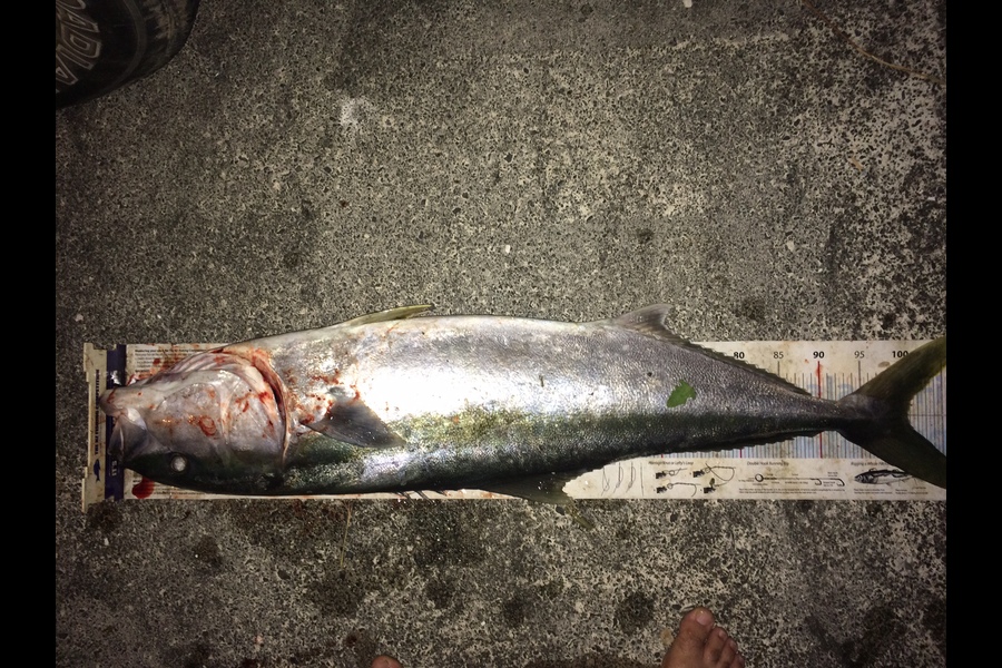 Curtis  Harris caught this 100cm Kingfish at Whangarei Harbour during The Export NZ Fishing Competition