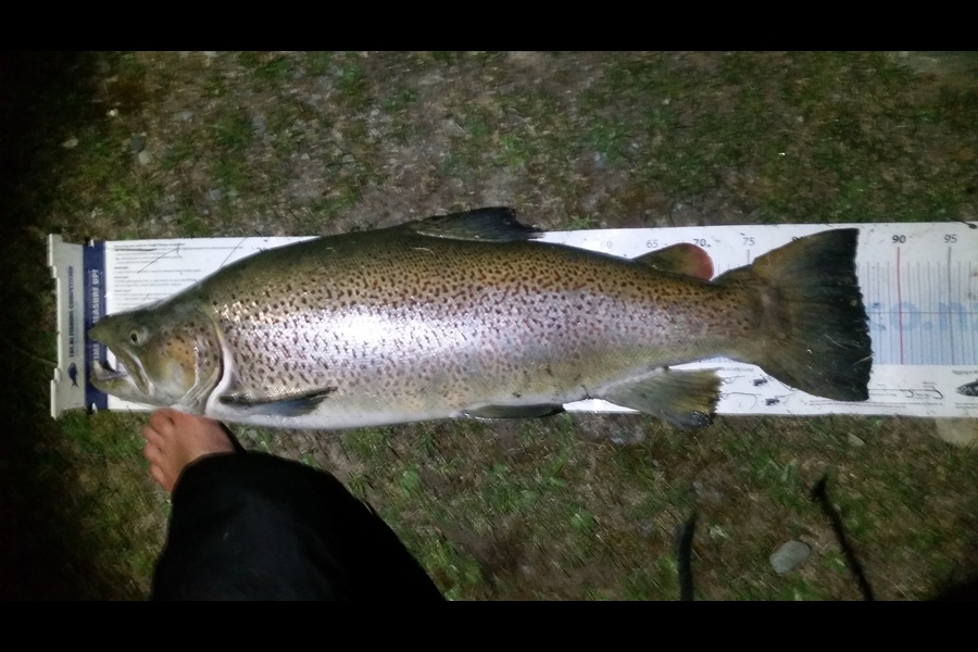 Bryce Helms caught this 86.5cm Trout at Twizel during The Export NZ Fishing Competition