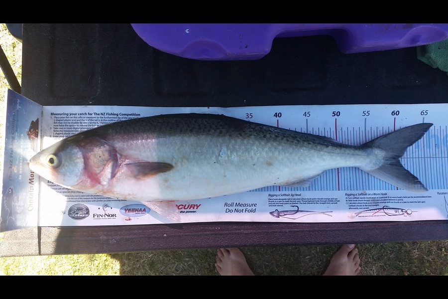 Shane Kelly caught this 60.5cm Kahawai at Welly  west during The Export NZ Fishing Competition