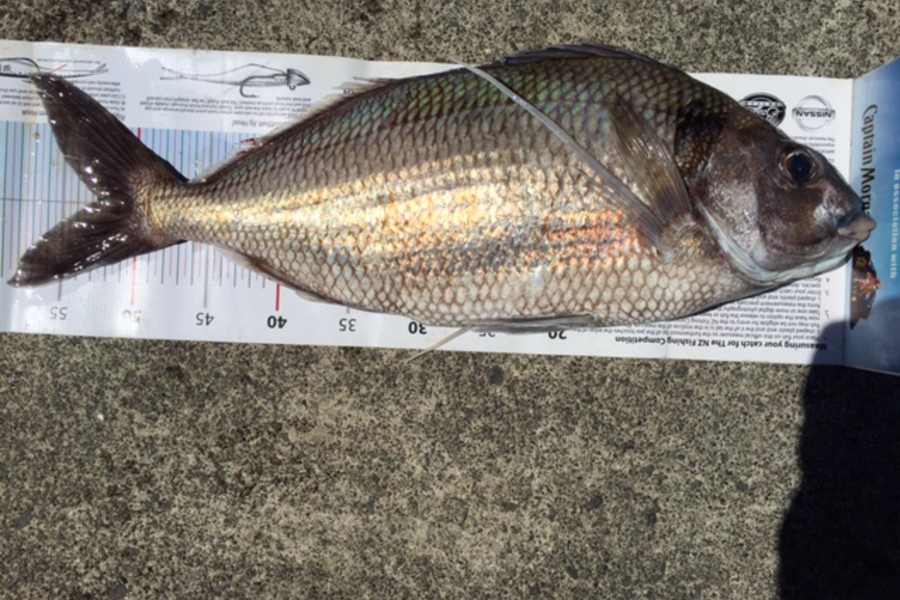 Bruce Odams caught this 52.5cm Tarakihi at Kapiti during The Export NZ Fishing Competition