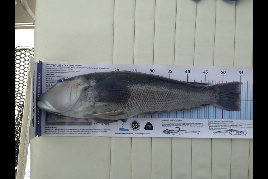 Dave Leadbetter caught this 55.0cm Blue Cod at D'Urville Island during The Export NZ Fishing Competition
