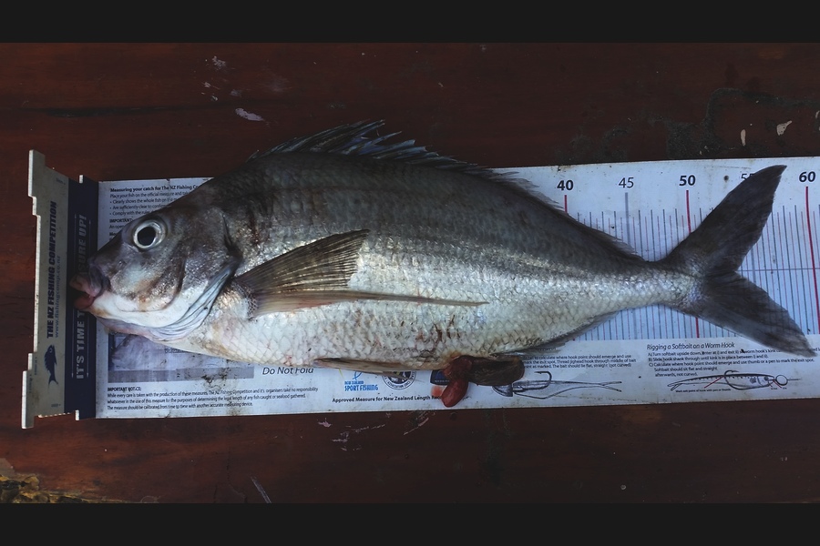 Gavin Henderson caught this 53.5cm Tarakihi at kapiti during The Export NZ Fishing Competition